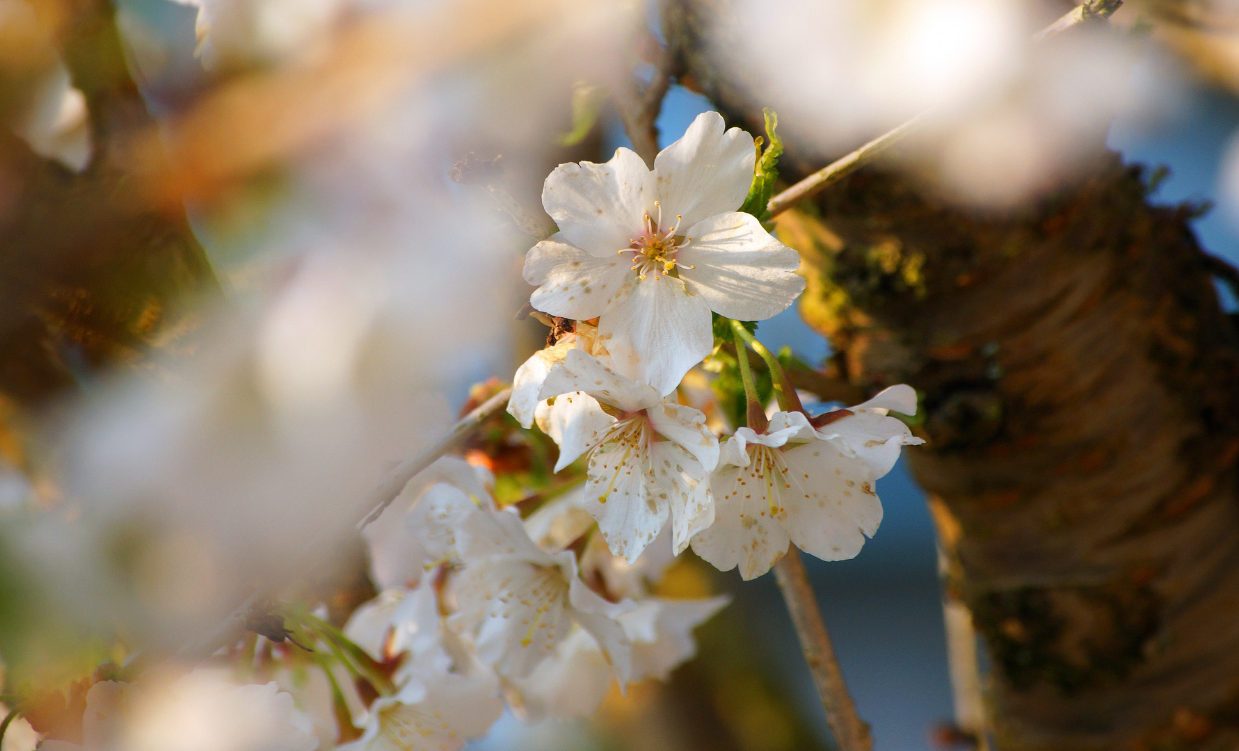 Frühling