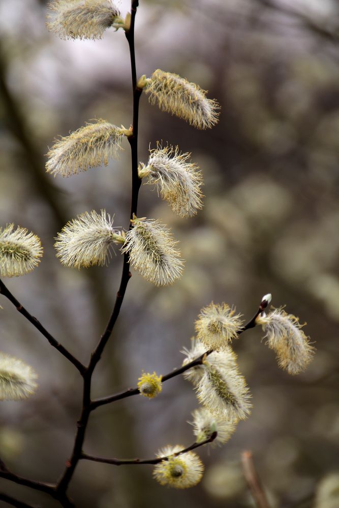 Frühling