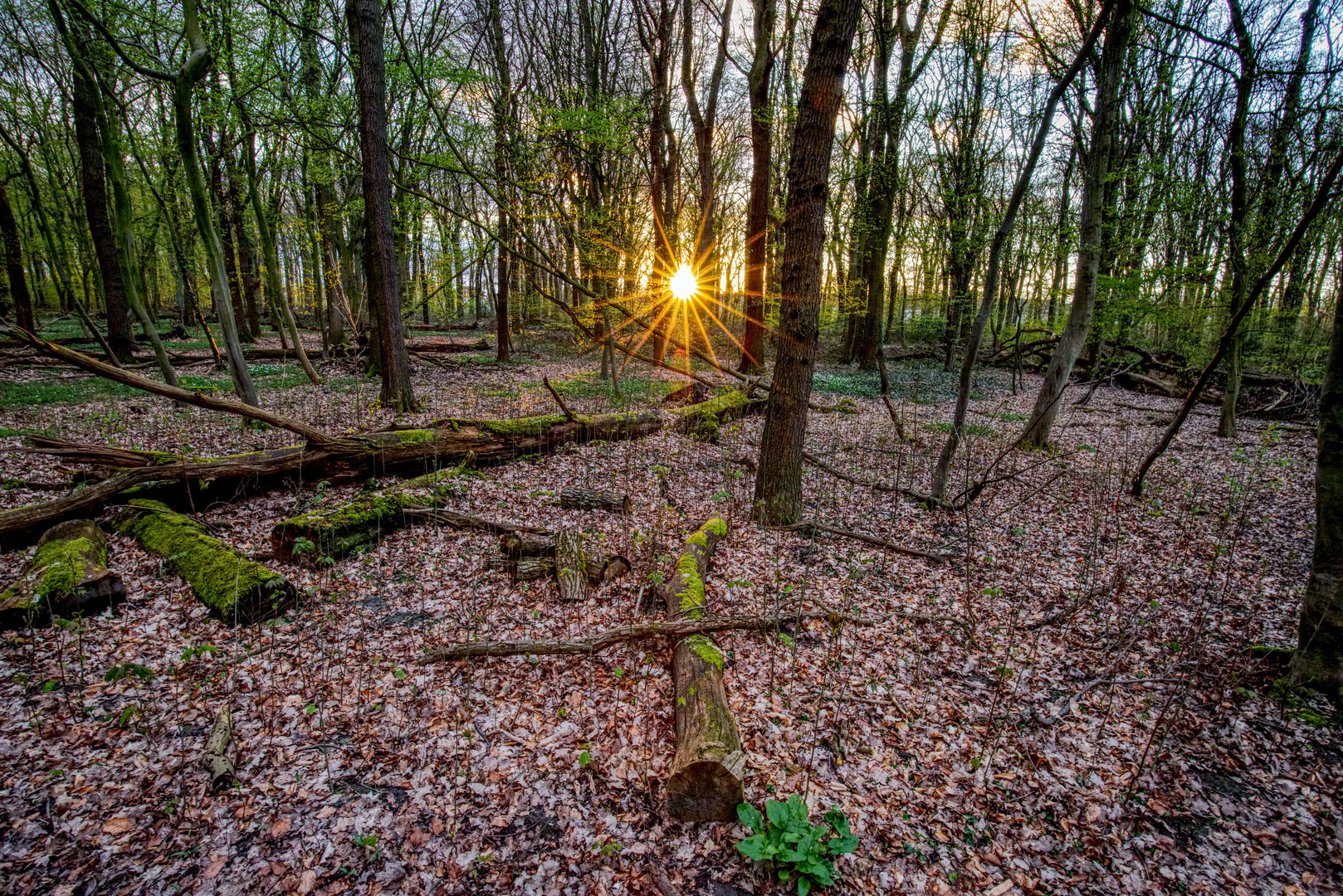 Frühling. Abendsonne. Wald. Moos.