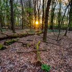 Frühling. Abendsonne. Wald. Moos.