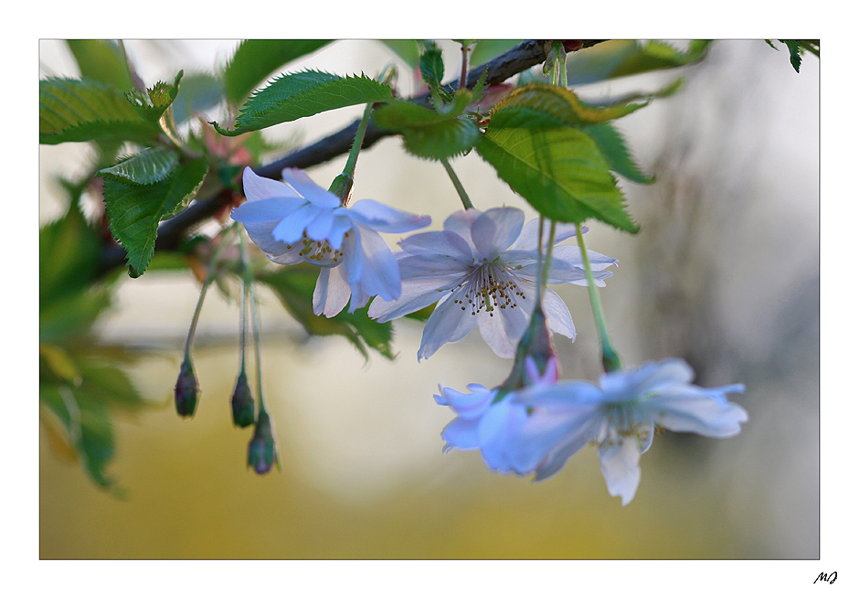 Frühling ? Aber bitte...2