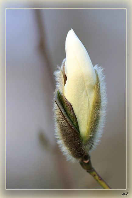 Frühling ? Aber bitte...3