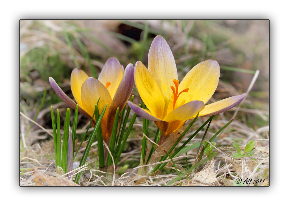 Frühling, aber wo...?