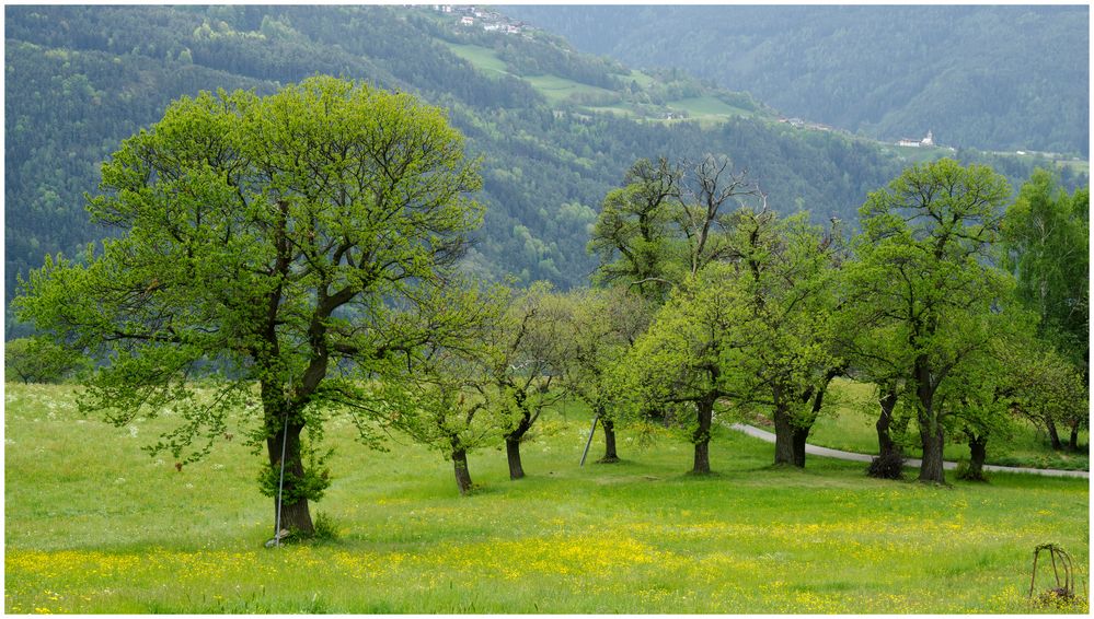 Frühling