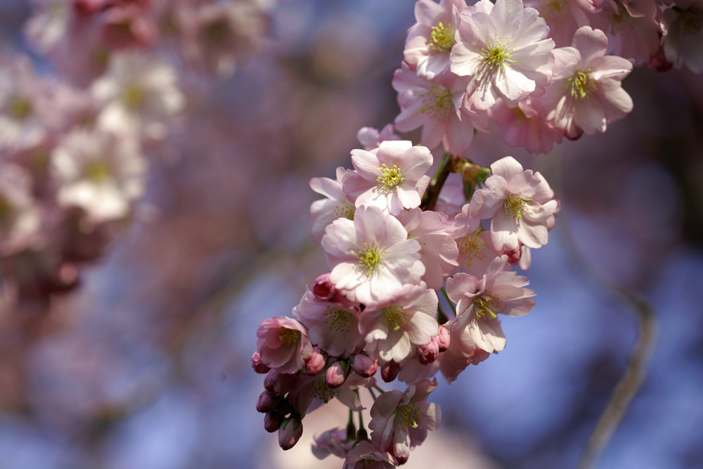 Frühling