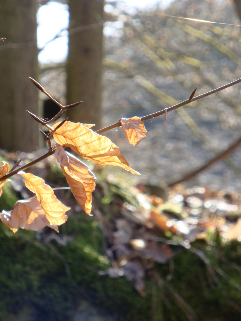 Frühling