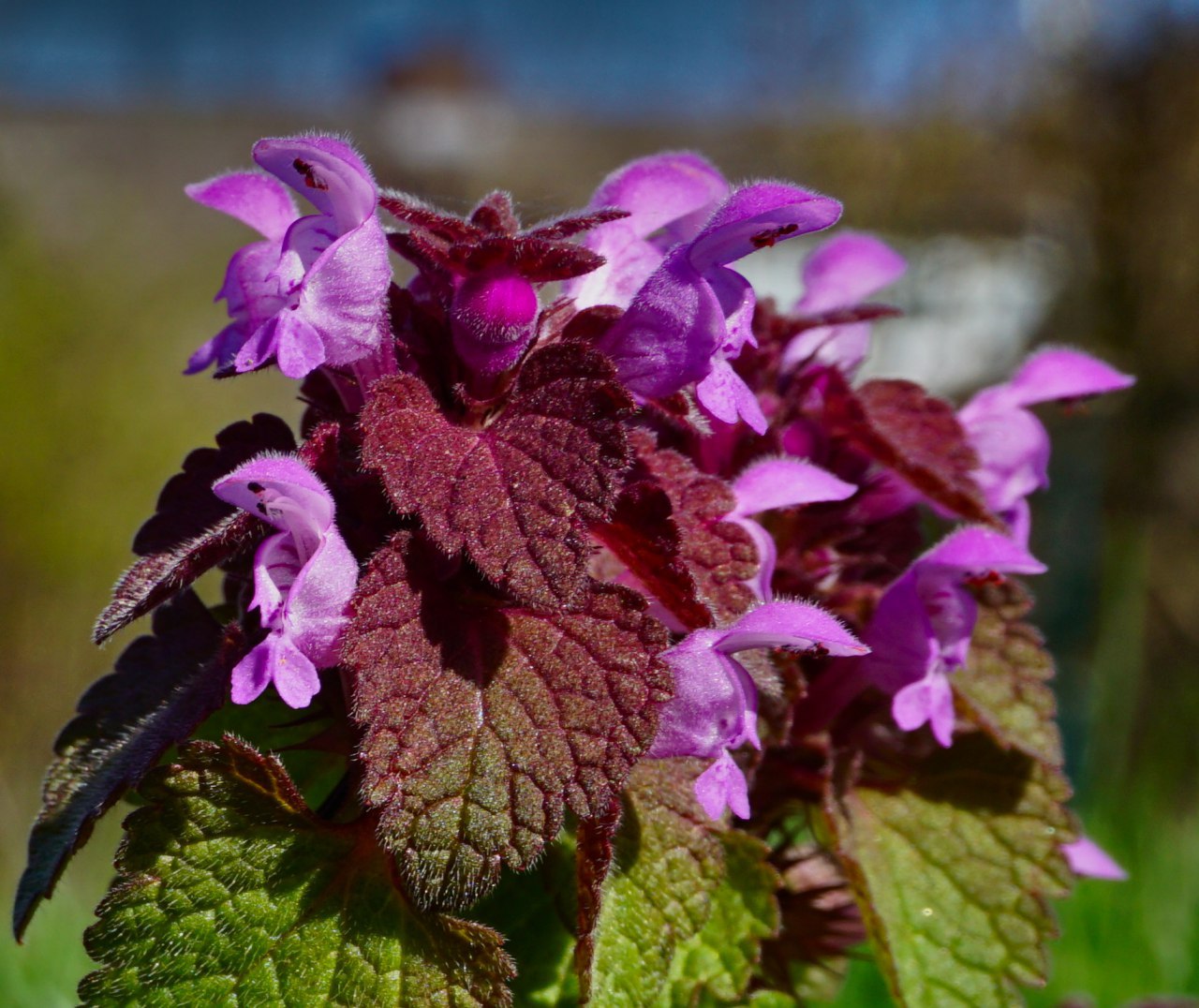 Frühling