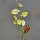 ....Frühling