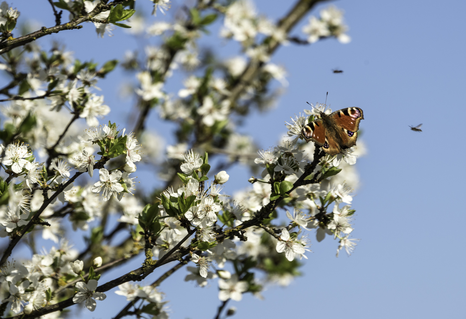 Frühling