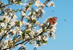 Frühling