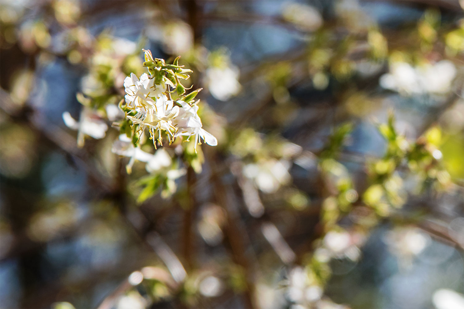 Frühling