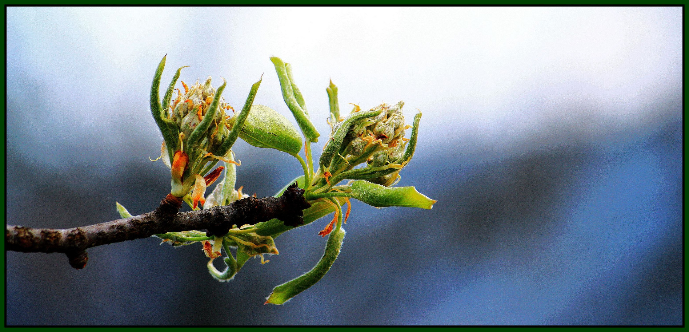 ...Frühling...