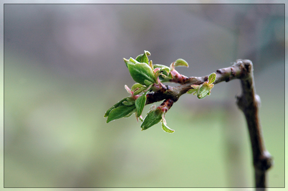 .: frühling :.