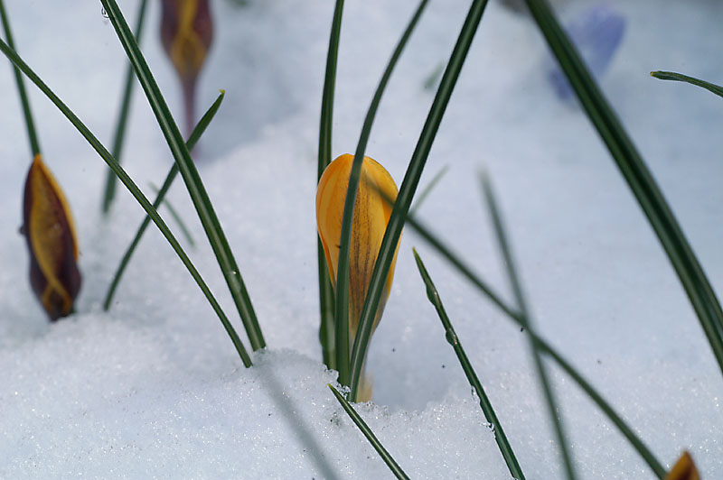 Frühling Adé...