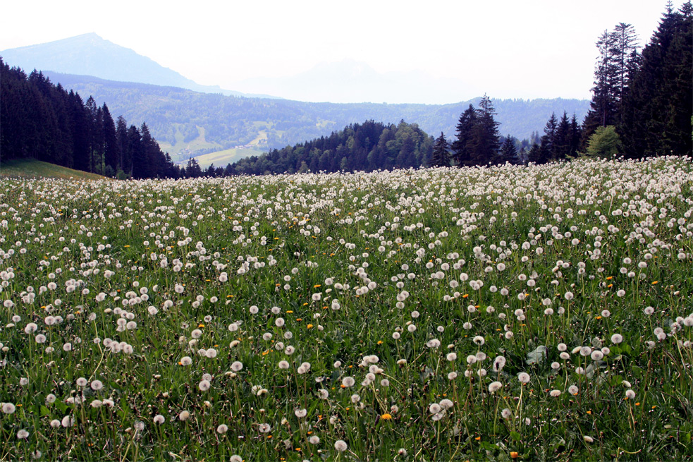 Frühling ade, der Sommer kann kommen