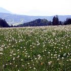 Frühling ade, der Sommer kann kommen