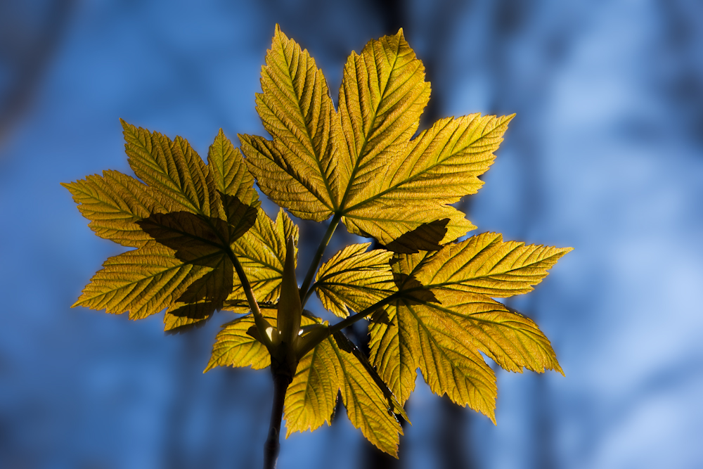 Frühling