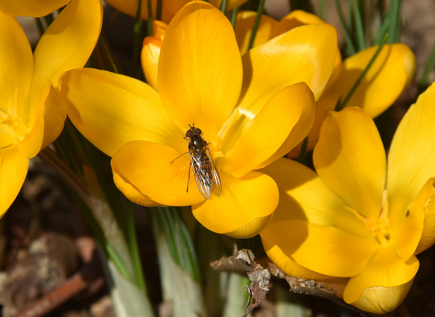 Frühling