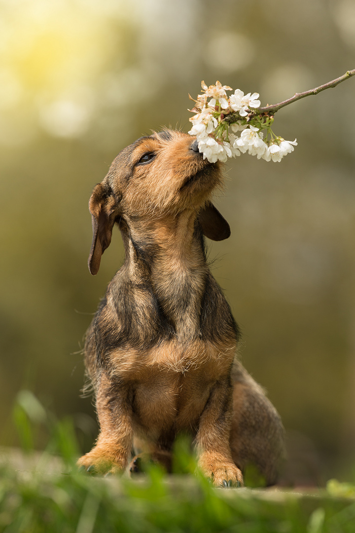 Frühling......