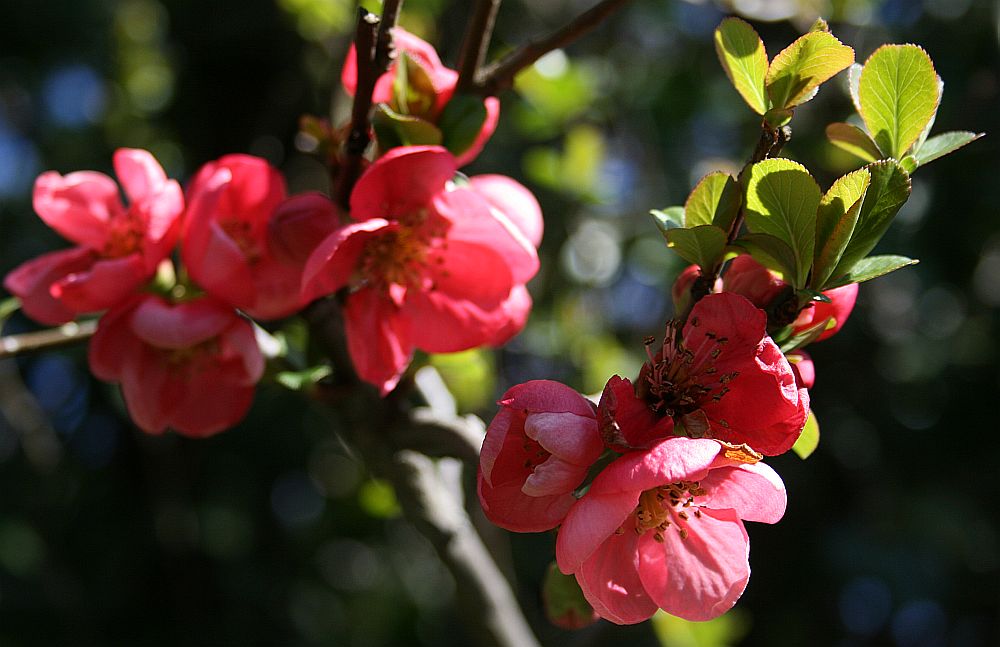 Frühling