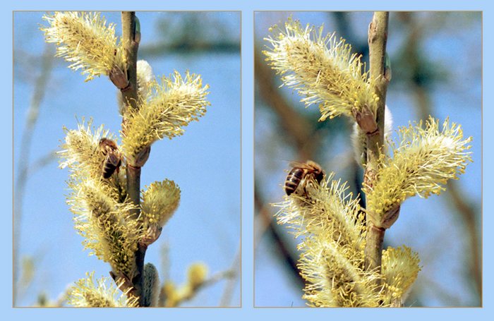 Frühling