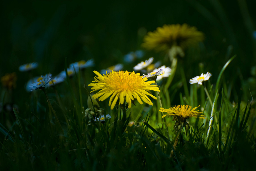 Frühling