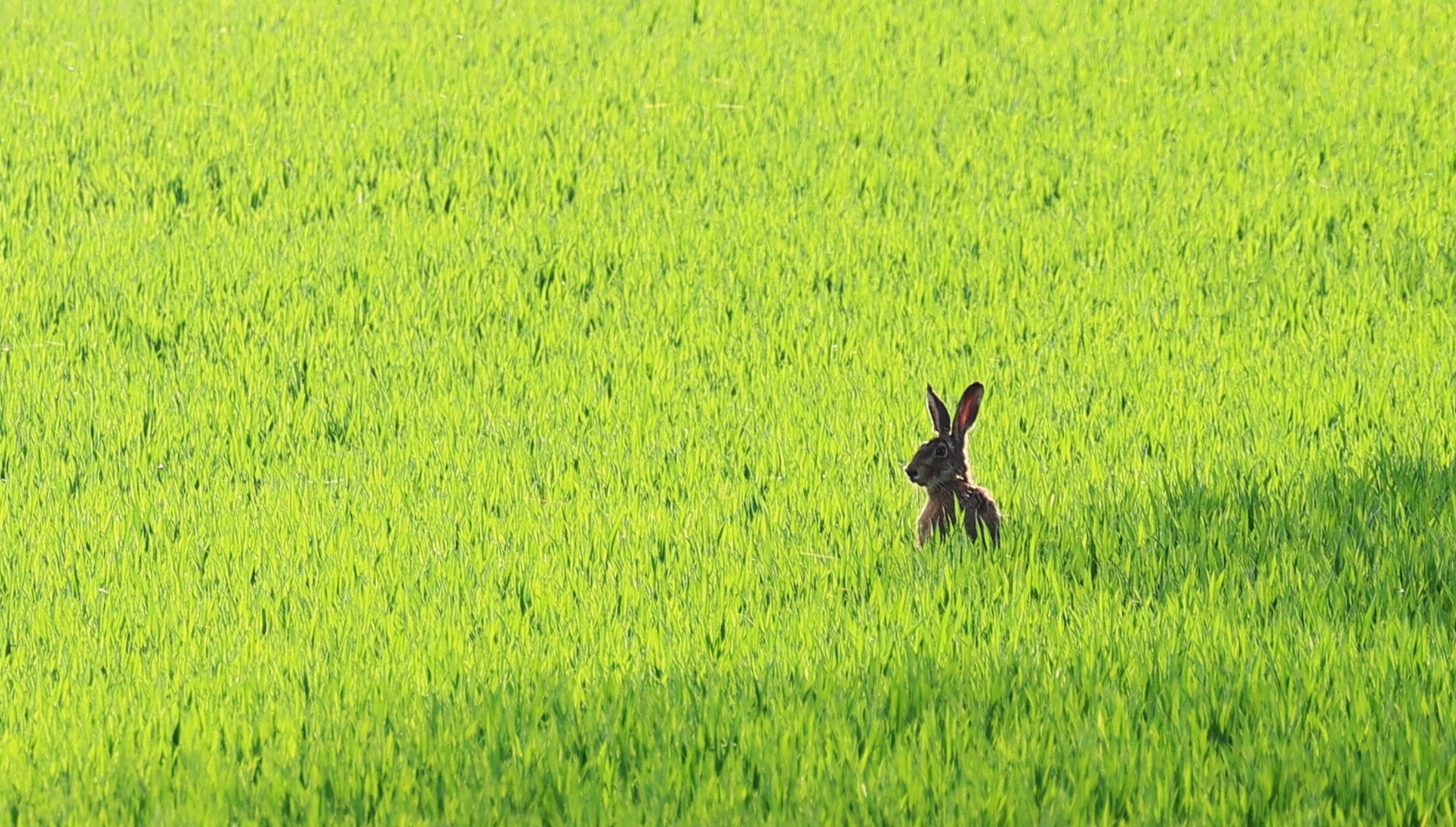 Frühling