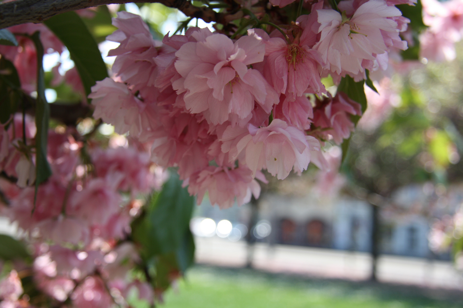 Frühling