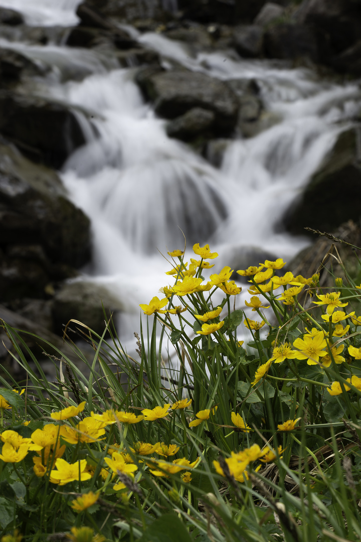 Frühling