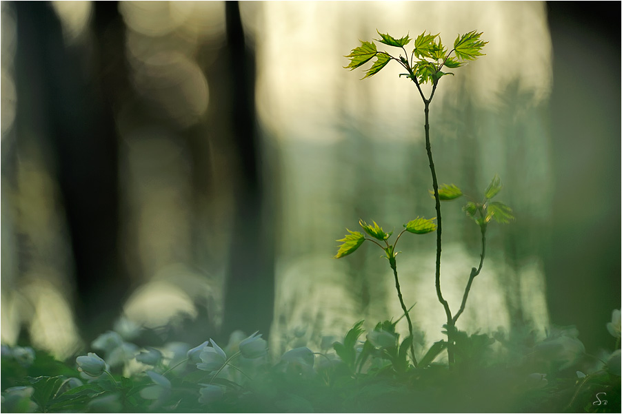 Frühling ...