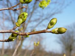 Frühling