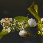 frühling 