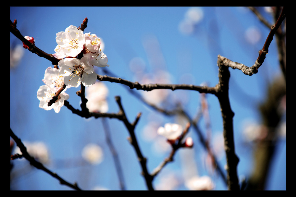 Frühling