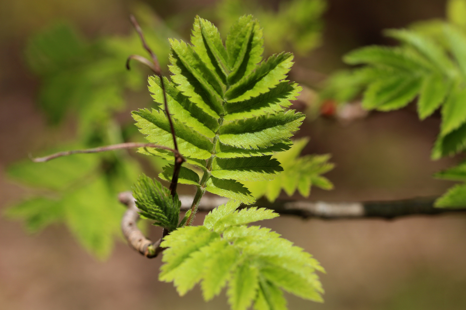 Frühling