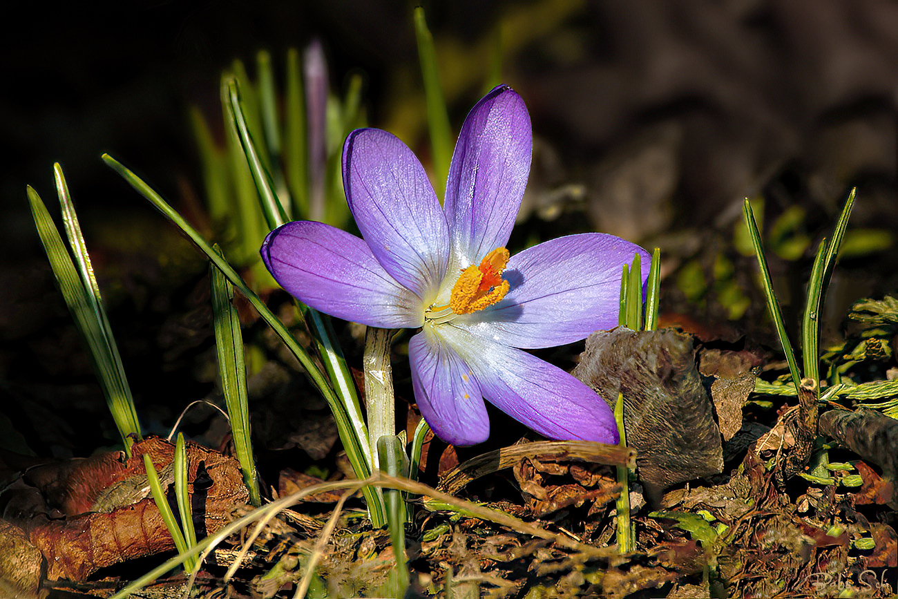 Frühling ...