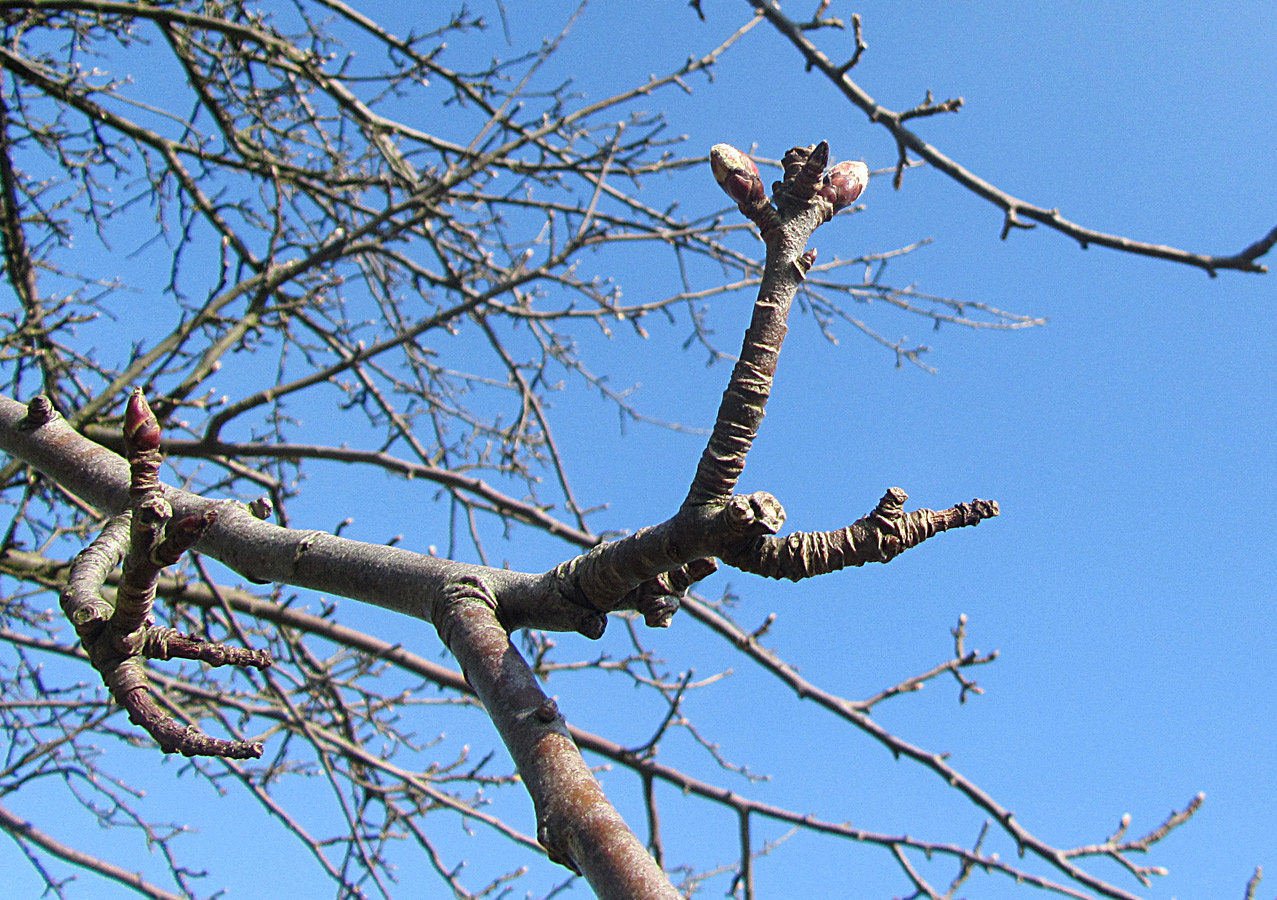 Frühling