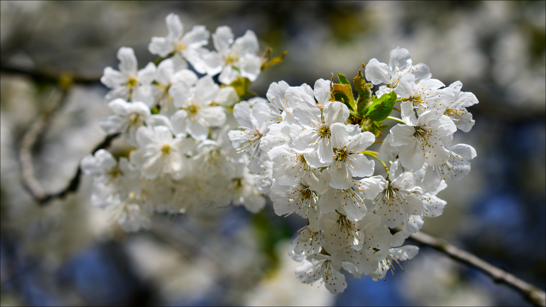 Frühling