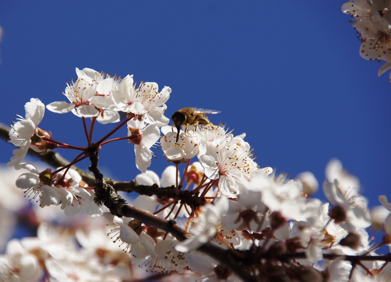 Frühling ahoi... es summt und brummt wieder :-)