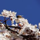 Frühling ahoi... es summt und brummt wieder :-)