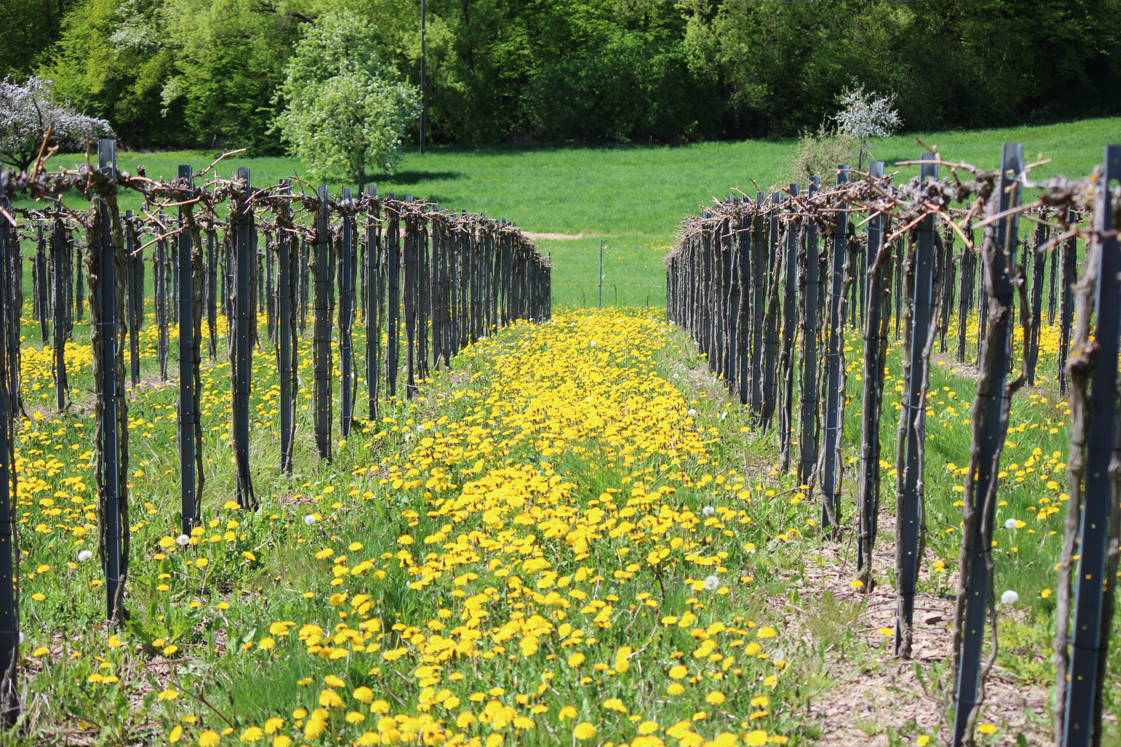 Frühling Ahrtal 364