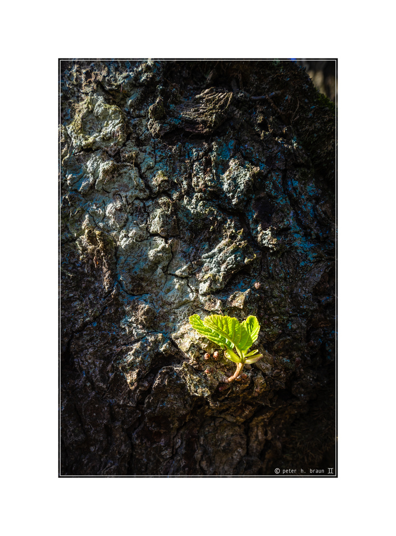 Frühling allenthalben