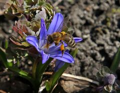 Frühling allenthalben II