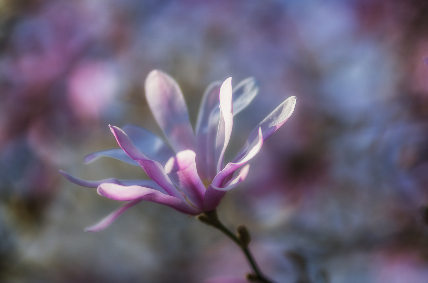 ....Frühling allerorten...