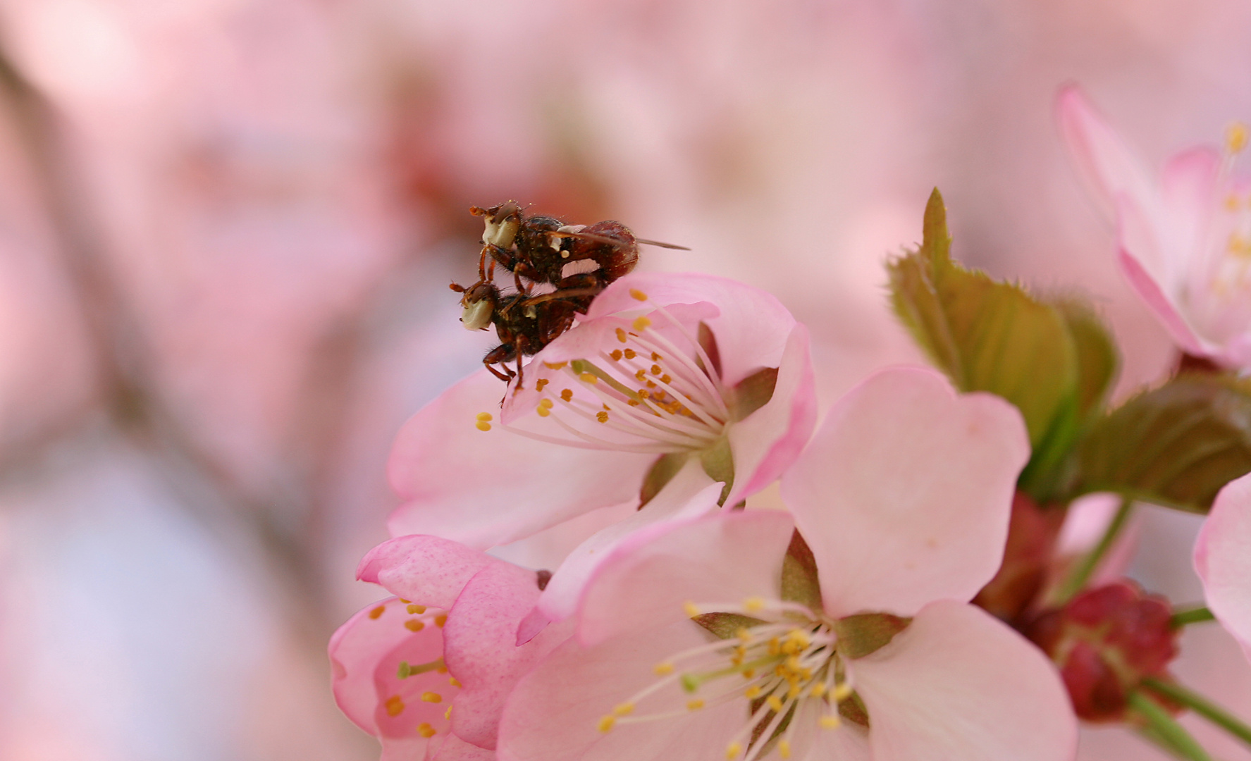 Frühling allerorten