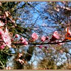 Frühling allerorten