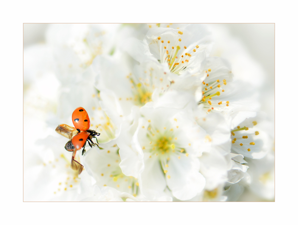 Frühling-Alles blüht auf