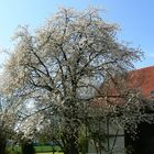 Frühling..... alles blüht so schön....