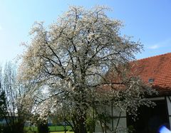 Frühling..... alles blüht so schön....