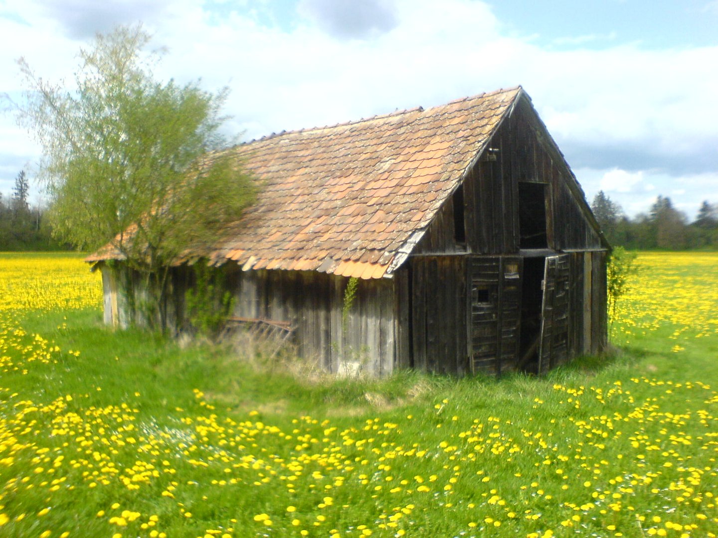 Frühling alte Scheune