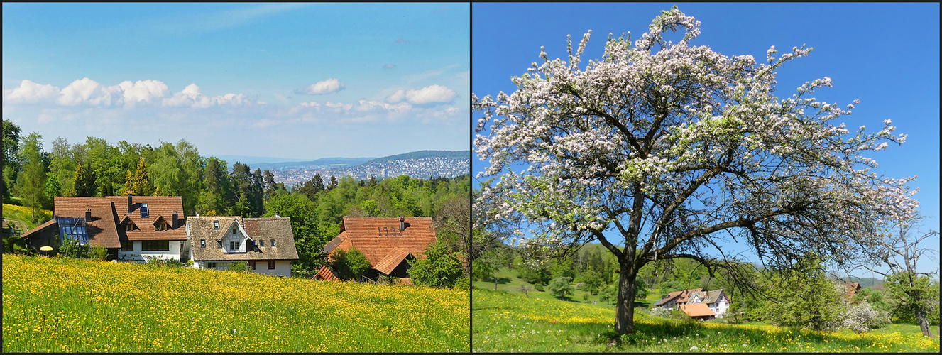 Frühling am Albis